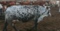 HEALTHY NGUNI/BORAN CATTLE WHATSAPP +27632431669