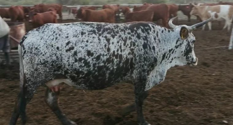 HEALTHY NGUNI/BORAN CATTLE WHATSAPP +27632431669