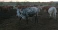 HEALTHY NGUNI/BORAN CATTLE WHATSAPP +27632431669