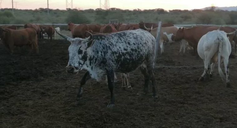 HEALTHY NGUNI/BORAN CATTLE WHATSAPP +27632431669