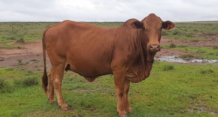 HEALTHY NGUNI/BORAN CATTLE WHATSAPP +27632431669