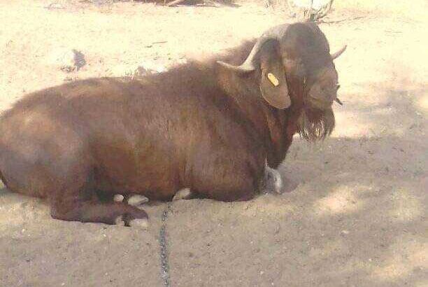 Savanna goat for sale, well feed