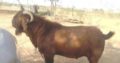 Savanna goat for sale, well feed