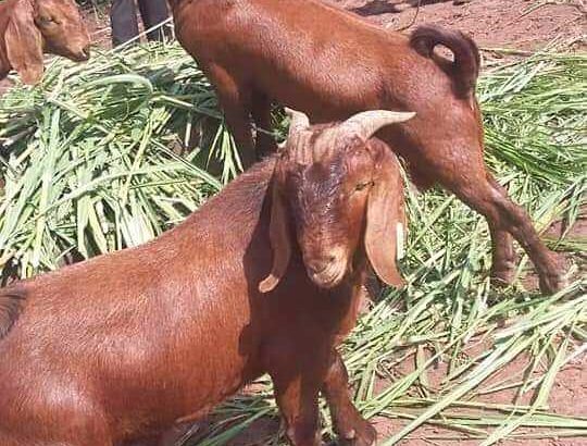Kalahari Red goat