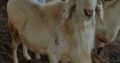 strong and healthy Ram for sale