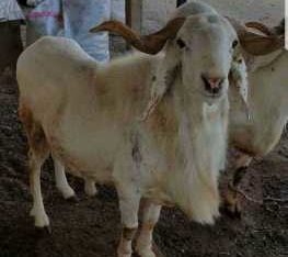 strong and healthy Ram for sale