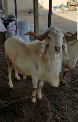 strong and healthy Ram for sale