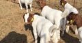 PURE BREED BOER/KALAHARI GOATS WHATSAPP +27632431669