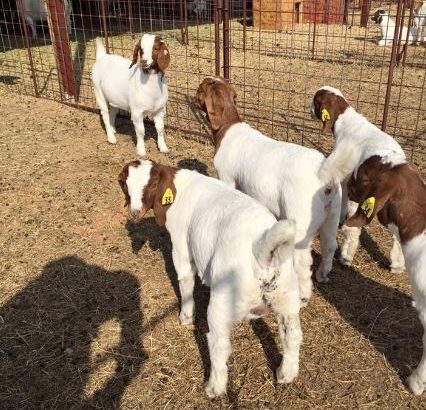 PURE BREED BOER/KALAHARI GOATS WHATSAPP +27632431669