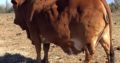 HEALTHY NGUNI/BORAN CATTLE WHATSAPP +27632431669