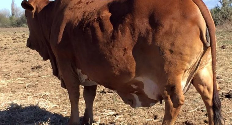 HEALTHY NGUNI/BORAN CATTLE WHATSAPP +27632431669