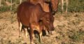 HEALTHY NGUNI/BORAN CATTLE WHATSAPP +27632431669