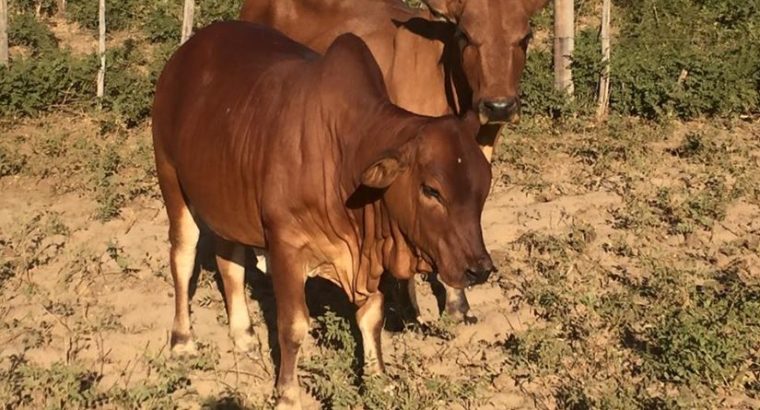 HEALTHY NGUNI/BORAN CATTLE WHATSAPP +27632431669