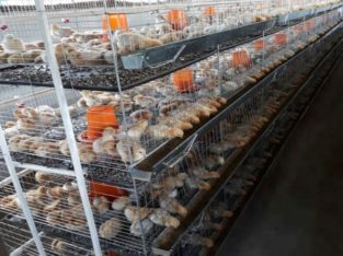 HEALTHY DAY OLD CHICKEN CHICKS WHATSAPP +27632431669
