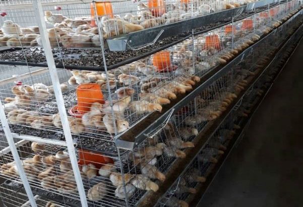 HEALTHY DAY OLD CHICKEN CHICKS WHATSAPP +27632431669