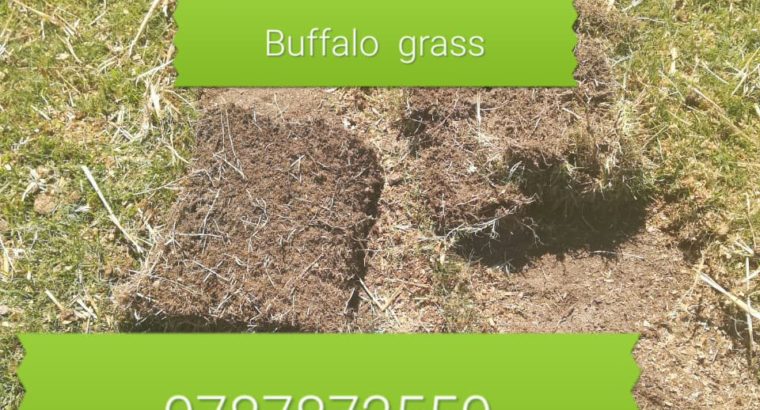 Roll on suppliers (buffalo & kikuyi) @ 0787872550