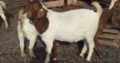 PURE BREED BOER/KALAHARI GOATS WHATSAPP +27632431669