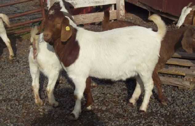 PURE BREED BOER/KALAHARI GOATS WHATSAPP +27632431669