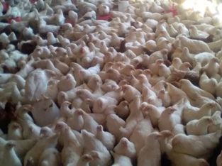 HEALTHY LIVE BROILER CHICKEN WHATSAPP +27632431669