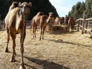 HEALTHY RESSISTABLE OMANI MALE / FEMALE CAMEL WHATSAPP +276324316