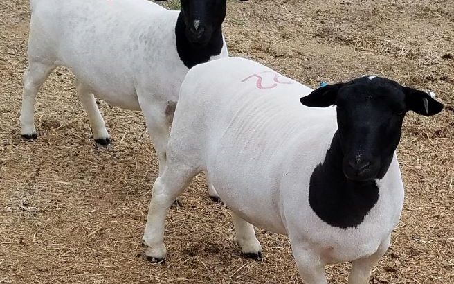 PURE BREED MERINO/DORPER SHEEP WHATSAPP +27632431669