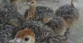 DAY OLD OSTRICH / OSTRICH EGGS WHATSAPP +27632431669