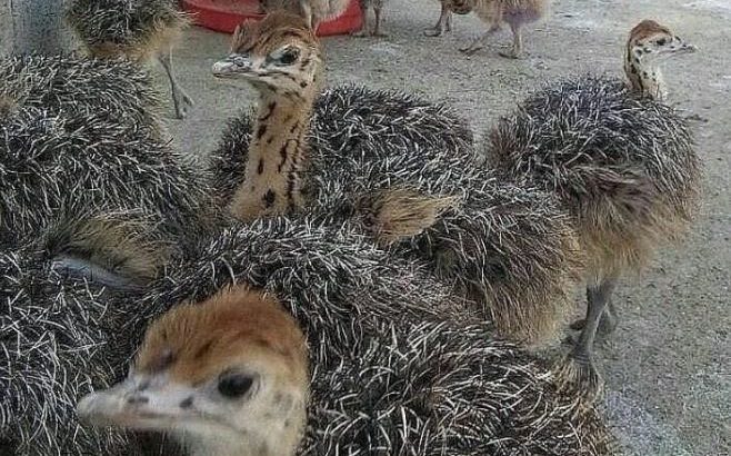 DAY OLD OSTRICH / OSTRICH EGGS WHATSAPP +27632431669