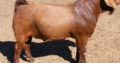 PURE BREED BOER/KALAHARI GOATS WHATSAPP +27632431669