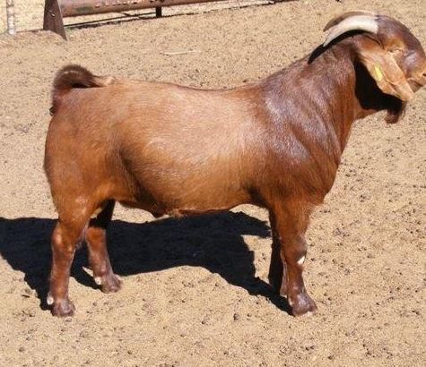 PURE BREED BOER/KALAHARI GOATS WHATSAPP +27632431669
