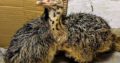 DAY OLD OSTRICH / OSTRICH EGGS WHATSAPP +27632431669