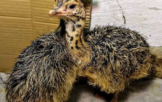 DAY OLD OSTRICH / OSTRICH EGGS WHATSAPP +27632431669