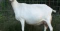 HEALTHY SANAAN/OBERHASLI GOAT WHATSAPP +27632431669