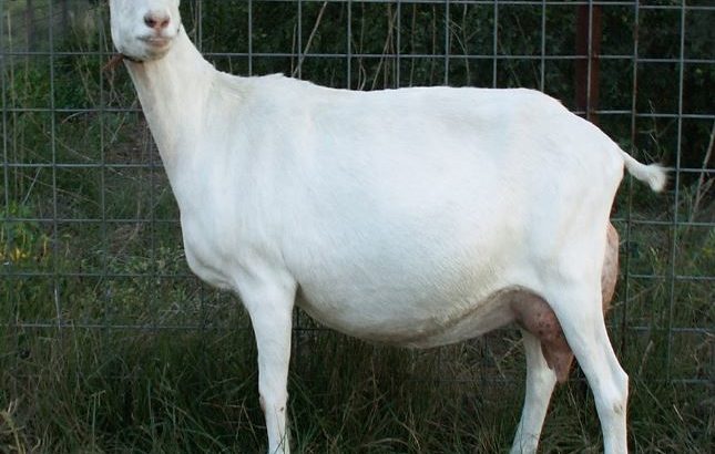 HEALTHY SANAAN/OBERHASLI GOAT WHATSAPP +27632431669
