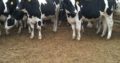 HEALTHY HOLSTEIN HEIFERS / BULL COW WHATSAPP +27632431669