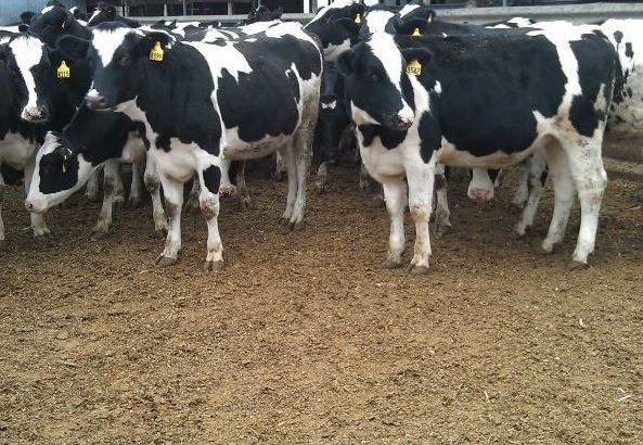 HEALTHY HOLSTEIN HEIFERS / BULL COW WHATSAPP +27632431669