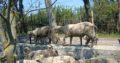 PURE BREED MERINO/DORPER SHEEP WHATSAPP +27632431669