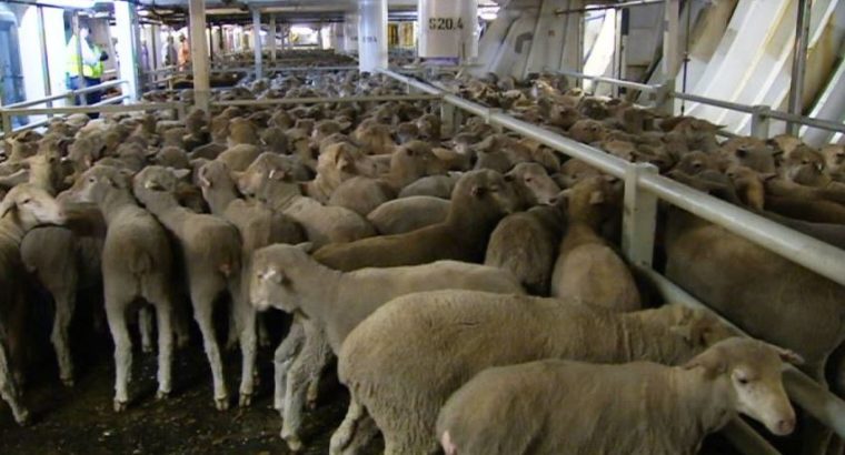 PURE BREED AWASSAI SHEEP/LAMB WHATSAPP +27632431669