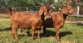 PURE BREED BOER/KALAHARI GOATS WHATSAPP +27632431669