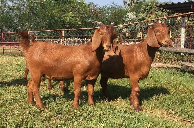 PURE BREED BOER/KALAHARI GOATS WHATSAPP +27632431669