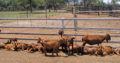 Read Kalahari for sale
