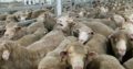PURE BREED AWASSAI SHEEP/LAMB WHATSAPP +27632431669