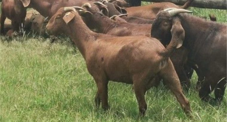 GOATS BOER GOATS AND KALAHARI REDS FOR SALE LIVEST