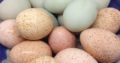 DAY OLD OSTRICH / OSTRICH EGGS WHATSAPP +27632431669