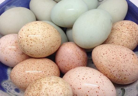 DAY OLD OSTRICH / OSTRICH EGGS WHATSAPP +27632431669