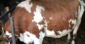 HEALTHY HOLSTEIN HEIFERS / BULL COW WHATSAPP +27632431669