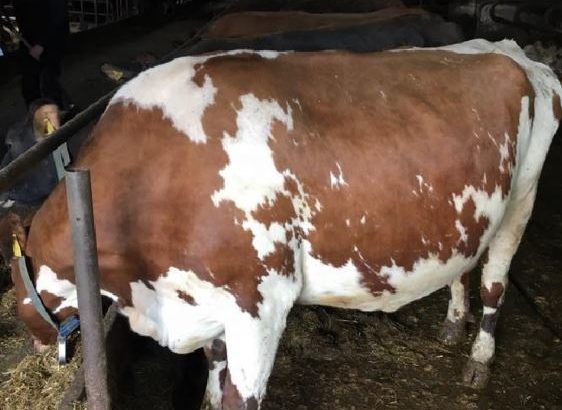 HEALTHY HOLSTEIN HEIFERS / BULL COW WHATSAPP +27632431669