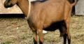 HEALTHY SANAAN/OBERHASLI GOAT WHATSAPP +27632431669