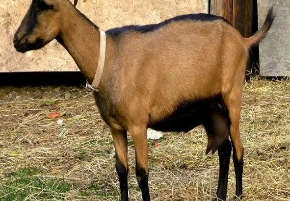 HEALTHY SANAAN/OBERHASLI GOAT WHATSAPP +27632431669
