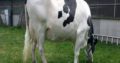 HEALTHY HOLSTEIN HEIFERS / BULL COW WHATSAPP +27632431669