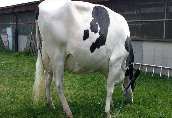 HEALTHY HOLSTEIN HEIFERS / BULL COW WHATSAPP +27632431669